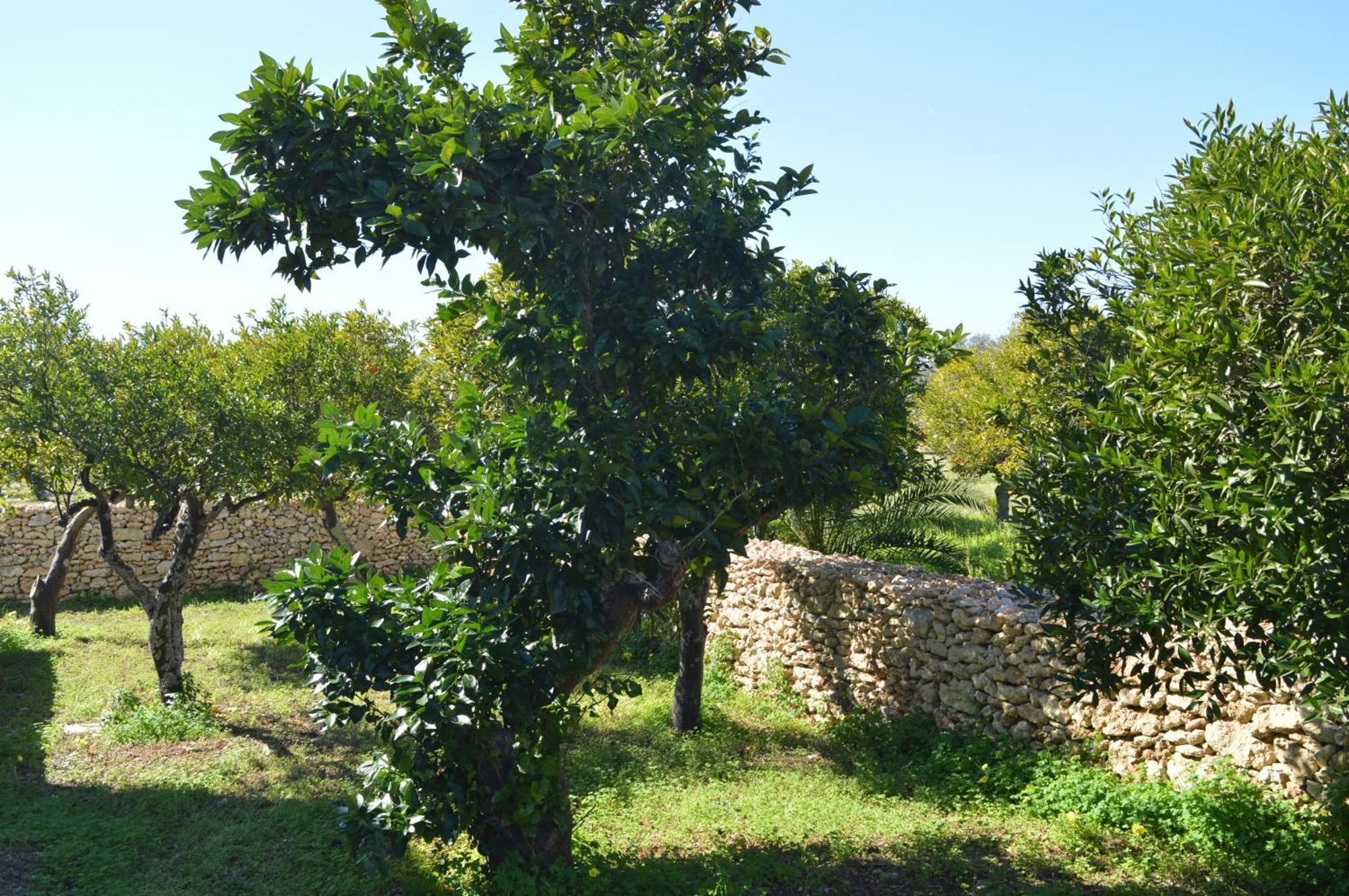 Agriturismo Tenute Masseria Notari Борґаньє Екстер'єр фото